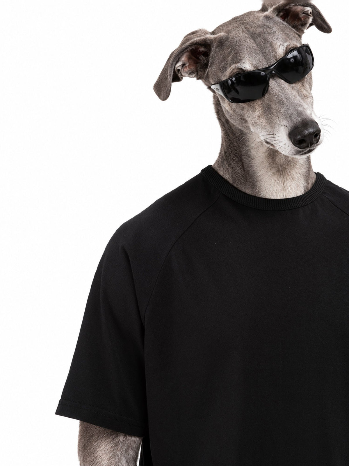Personaggio inventato, levriero con gli occhiali da sole, indossa Infernal Groove T-Shirt
